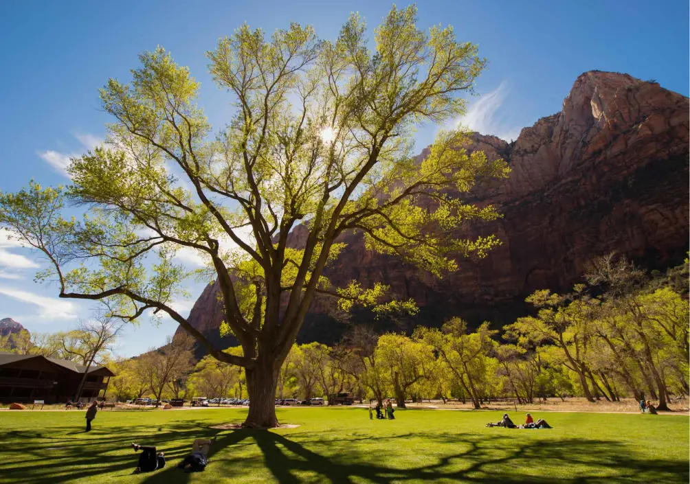 a tree out in front of zion lodge