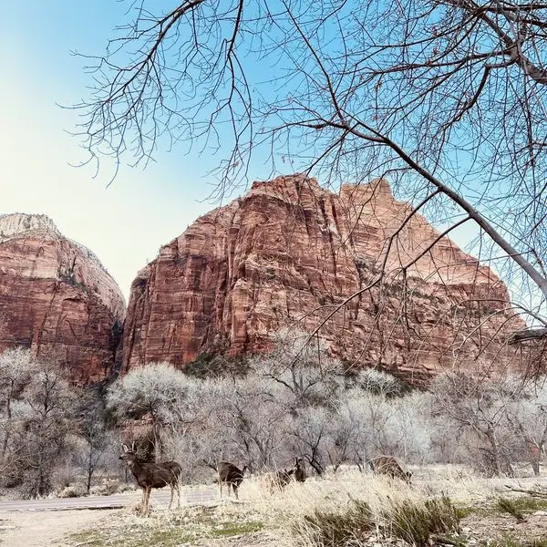 wildlife at zion in winter
